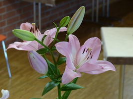 Foto: Dr. Peter Müller